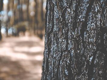 Wie die Polizei mitteilt, hat sich im Kreis Forchheim ein Baumfrevel ereignet.  Symbolbild: unsplash.com