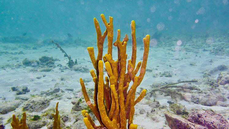 Ihr Beruf führt sie zu Traumzielen. Foto: Eunike Schu