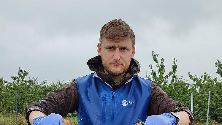 Rotmilan im Kreis Wei&szlig;enburg-Gunzenhausen vergiftet