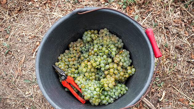 Weinlese in Bayern