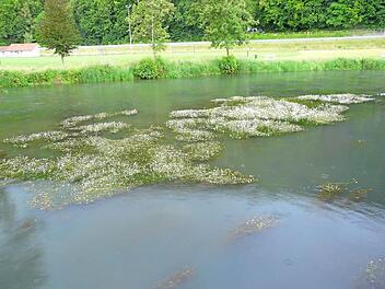 Die Wiesent ist bei Muggendorf ist voller Blüten.  Foto: Paul Pöhlmann
