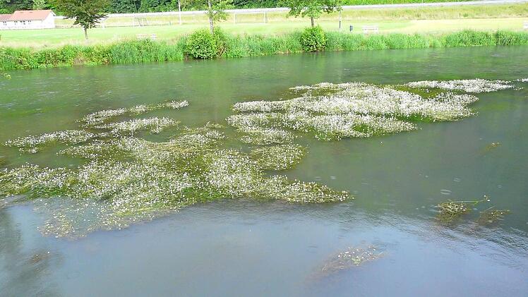 Die Wiesent ist bei Muggendorf ist voller Blüten.  Foto: Paul Pöhlmann