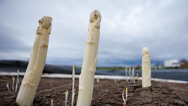 Erster Spargel des Jahres gestochen - so teuer wird das Gemüse in diesem Jahr