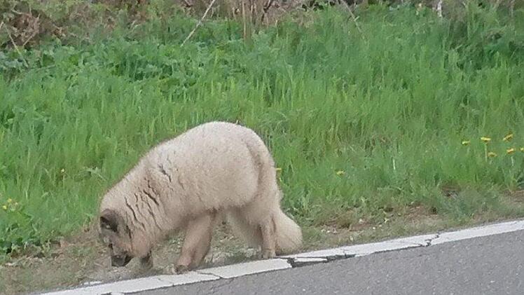 Ungew&ouml;hnlicher Tierfund im mittelfr&auml;nkischen Colmberg (Landkreis Ansbach). Die Polizei ermittelt: Wem geh&ouml;rt dieser Polarfuchs? Foto: Polizeiinspektion Ansbach