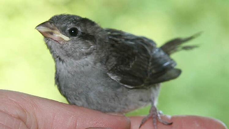 Jetzt ist er aus dem Gröbsten raus und kann schon bald in die Freiheit.