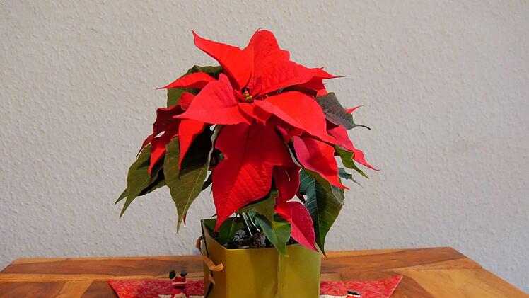 Weihnachtsstern oder Herbststern? Der Name einer Pflanze, die der Discounter Aldi aktuell im Sortiment hat, sorgt für ordentlich Zündstoff. Foto: Insa Kohler/dpa