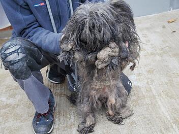 Tierheim Hof: Tiersch&uuml;tzer befreien v&ouml;llig verwahrloste Hunde aus Messie-Haus