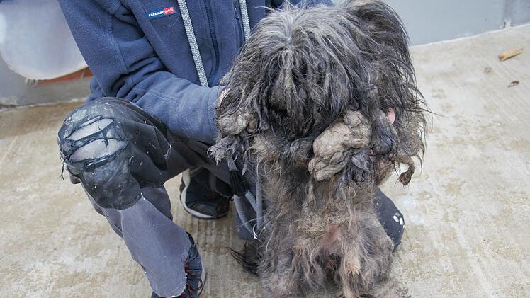 Tierheim Hof: Tierschützer befreien völlig verwahrloste Hunde aus Messiewohnung