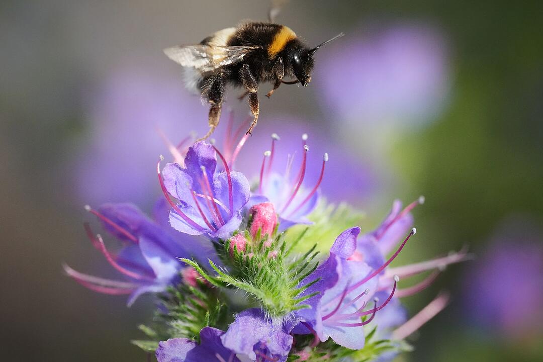 Hummel in Tallinn