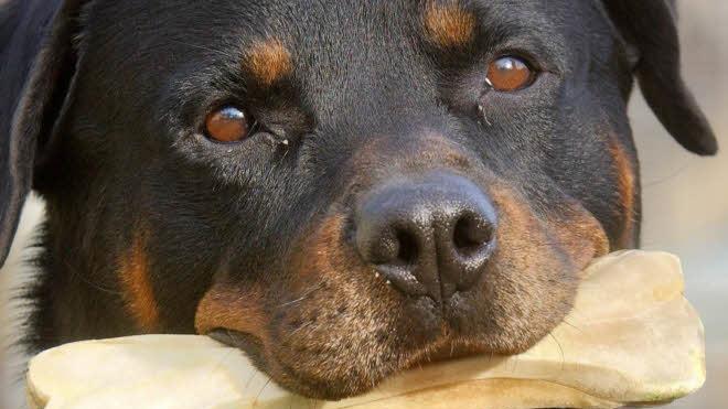 In Bayern zählen Rottweiler zu den Kampfhunden. Symbolbild, Foto: dpa/lth