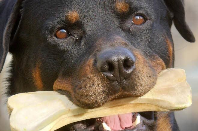 Unterfranken RottweilerMischling springt über Zaun und beißt Hund tot