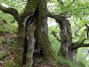 Nationalpark Kellerwald-Edersee