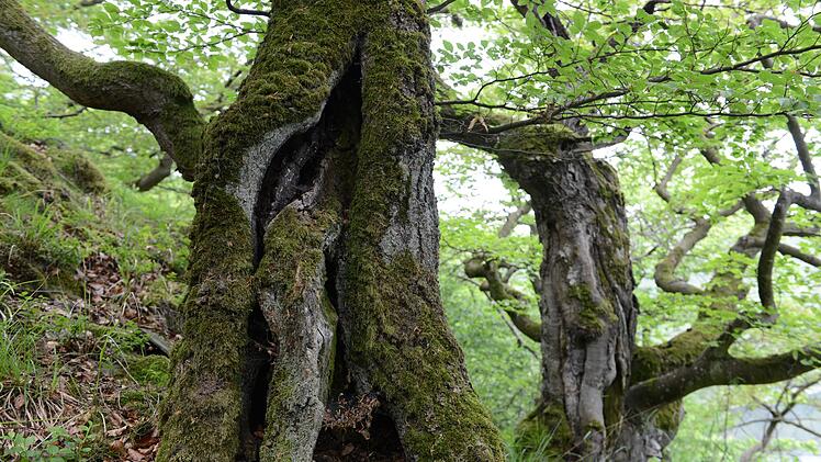 Nationalpark Kellerwald-Edersee
