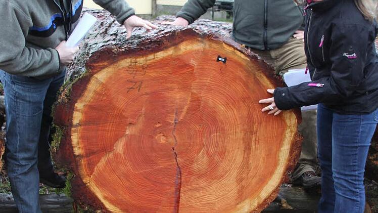 Die Qualität zählt, dafür zahlt der Kunde, wie Jürgen Schafhauser, Christian Mehlhorn sowie Birgitt Ulrich von der Forstbetriebsgemeinschaft bei den letzten Submissionen (hier Ende Januar in Rentweinsdorf) festgestellt haben. Archivbild: Ralf Kestel