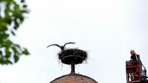 Die Drehleiter fährt ans Nest heran.