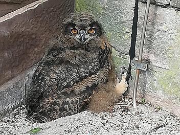 Nachdem der junge Uhu aus dem Nest gefallen war, drückte er sich in eine Mauernische, wo ihn Besucher der Burg entdeckten. Den zweiten Vogel erspähten einen Tag später Harald Stark und seine Mitarbeiter.Harald Stark