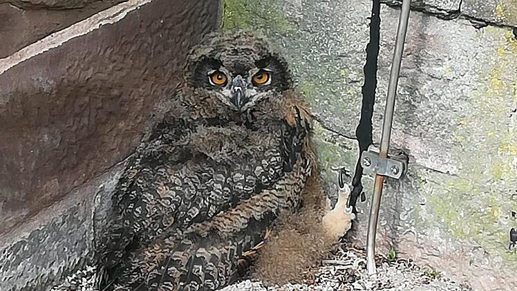 Nachdem der junge Uhu aus dem Nest gefallen war, drückte er sich in eine Mauernische, wo ihn Besucher der Burg entdeckten. Den zweiten Vogel erspähten einen Tag später Harald Stark und seine Mitarbeiter.Harald Stark