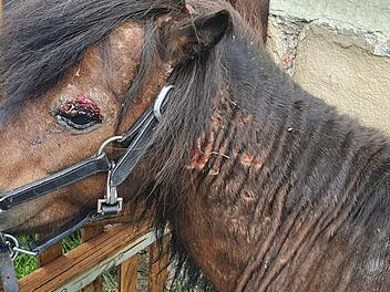 Inzwischen sind die Wunden schon ein bisschen verheilt. Leithengst Carlos hat seine Herde tapfer gegen einen Angreifer verteidigt. Die große Frage ist nun: war es ein Wolf oder ein wildernder Hund? Foto: Christine Fischer