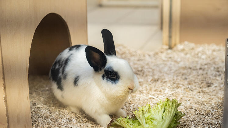 Haustiere sind keine Weihnachtsgeschenke: Tierheim Nürnberg stellt Vermittlung über die Feiertage ein