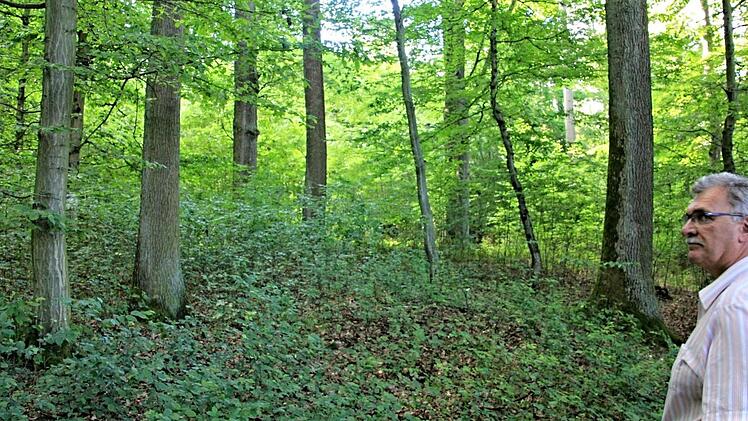 Hört Bürgermeister Helmut Dietz mit Blick auf "stolze Eichen" im Gereuther Wald das Geld schon im "Gemeindesäckel" klingeln? Foto: Helmut Will