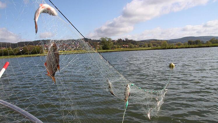 Einige Rotaugen - von einem hohen Weißfisch-Bestand kann aber nicht die Rede sein.