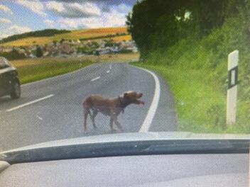 Auf Bundesstraße im Landkreis Main Spessart: Wildernde Hunde fallen Wildschwein an