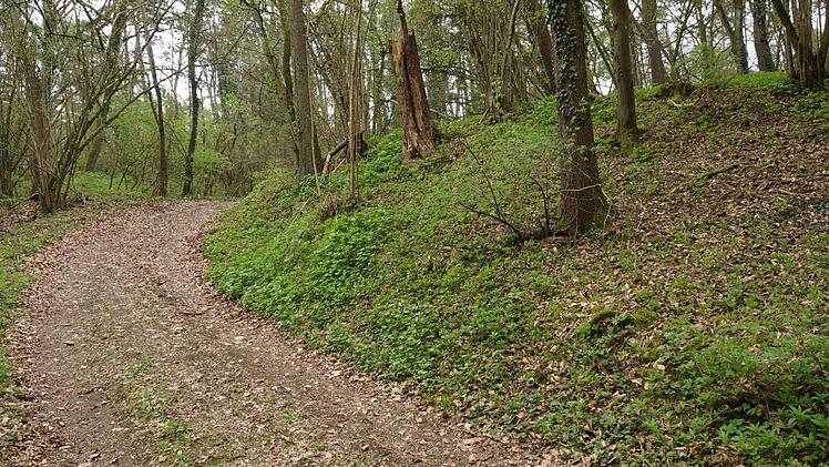 Der Wall ist im Wald gut zu erkennen.Foto: Arkadius Guzy
