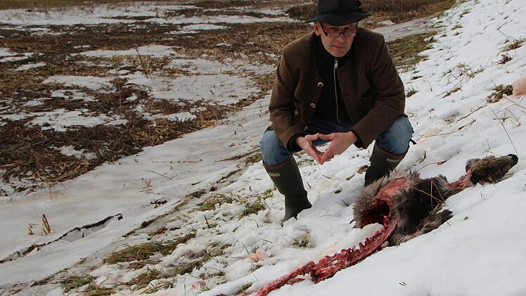 Veterin&auml;r und J&auml;ger Dr. Helmut Fischer vor dem Kadaver eines gerissenen Rehs. Foto: Johannes Schlereth