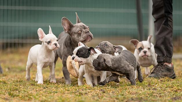 Tierheim N&uuml;rnberg sucht Menschen mit gut gef&uuml;lltem Sparbuch - "provokant"