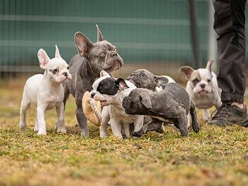 Tierheim N&uuml;rnberg sucht Menschen mit gut gef&uuml;lltem Sparbuch - "provokant"