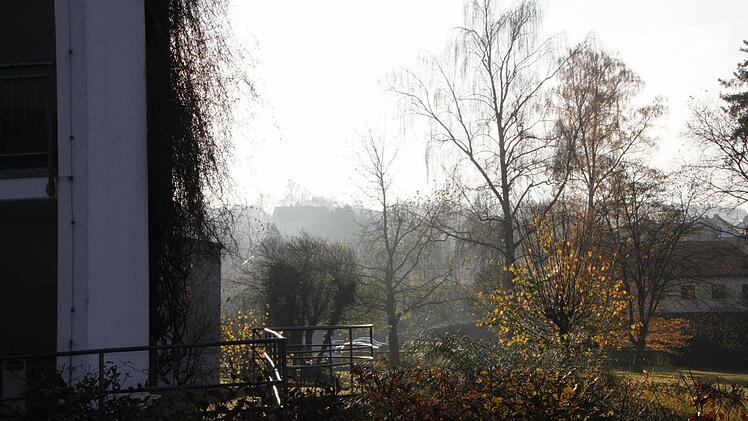 Die Platane an der Prümmer-Klinik wird vom Überwuchs befreit.