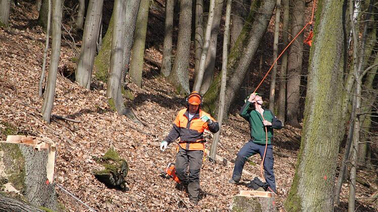Fällarbeiten entlang der Kissinger Straße in Bad Brückenau im Frühjahr 2018 Foto: Ulrike Müller