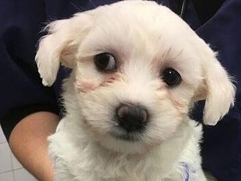 Aus Rum&auml;nien wurden die sehr jungen Hundewelpen nach Deutschland geschmuggelt. Die Polizei entdeckte die Hundewelpen und &uuml;bergab sie den Tierheim N&uuml;rnberg - F&uuml;rth. Bild:  Tierschutzverein N&uuml;rnberg-F&uuml;rth