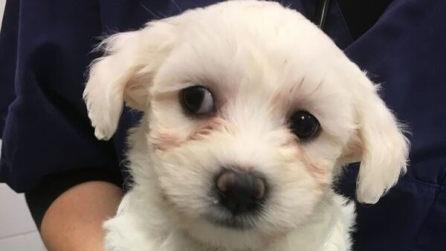 Aus Rum&auml;nien wurden die sehr jungen Hundewelpen nach Deutschland geschmuggelt. Die Polizei entdeckte die Hundewelpen und &uuml;bergab sie den Tierheim N&uuml;rnberg - F&uuml;rth. Bild:  Tierschutzverein N&uuml;rnberg-F&uuml;rth