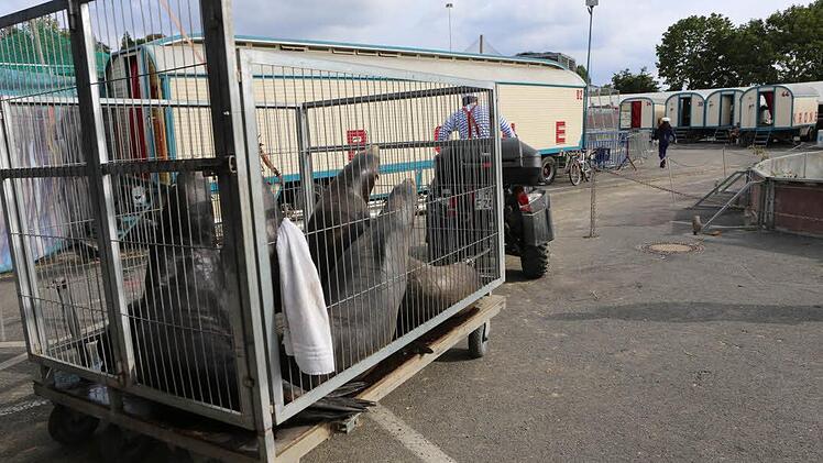 Die Seelöwen im Transportwagen. Foto: Barbara Herbst