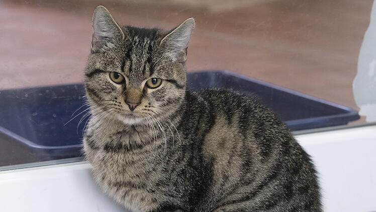 Tierheim Bamberg hofft für Sorgen-Kater Mister Muffel - "Total schade, aber leider Realität"