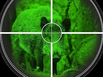 In Brandenburg und Sachsen wurden bereits Fälle der Afrikanischen Schweinepest nachgewiesen. Der Landkreis Haßberge bereitet sich deshalb auf eine mögliche Verschleppung der Seuche vor.