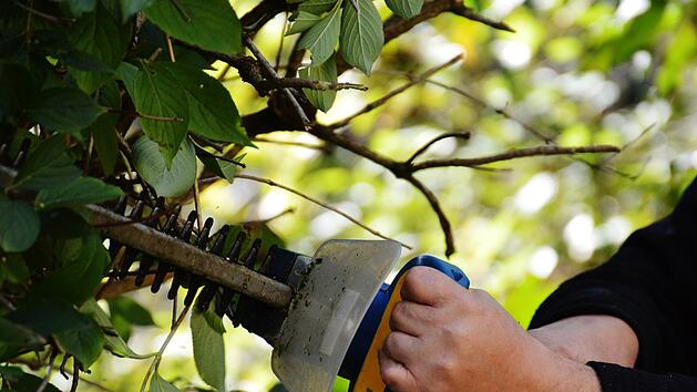 Heckenschneiden