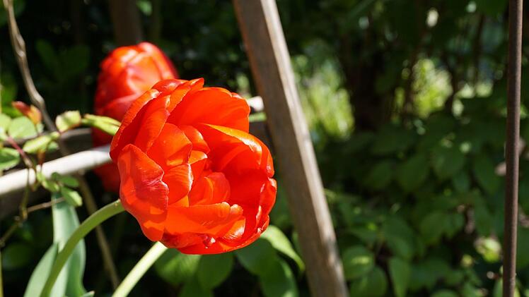 Viel Liebe und Arbeit steckt im Garten von Elisabeth Hirschmann aus Mühlhausen. Akzente setzt sie mit ihren selbst getöpferten Kunstwerken, die überall zwischen den Blüten hervorspitzen.  Foto: Tina Meier