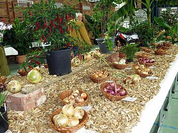 Auf langen Tischen in der Mitte des Raumes hat der Obst- und Gartenbauverein mehr als 100 Zwiebelsorten präsentiert. Dagmar Niemann