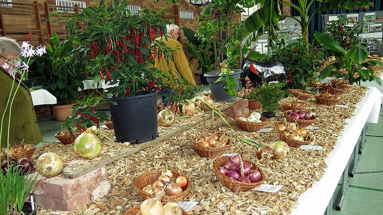 Auf langen Tischen in der Mitte des Raumes hat der Obst- und Gartenbauverein mehr als 100 Zwiebelsorten präsentiert. Dagmar Niemann