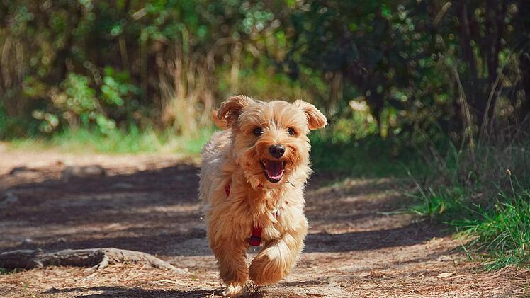 Schlägt die Therapie an, kann dein Hund wieder durchstarten.