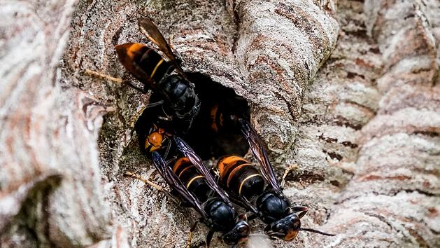 Asiatische Hornissen breiten sich in Deutschland weiter aus