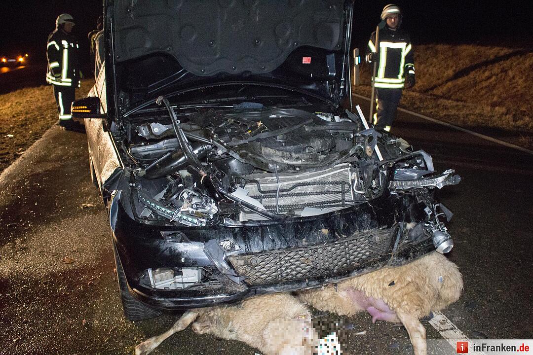 Über 30 Schafe tot: Autos fahren in ausgerissene Herde
