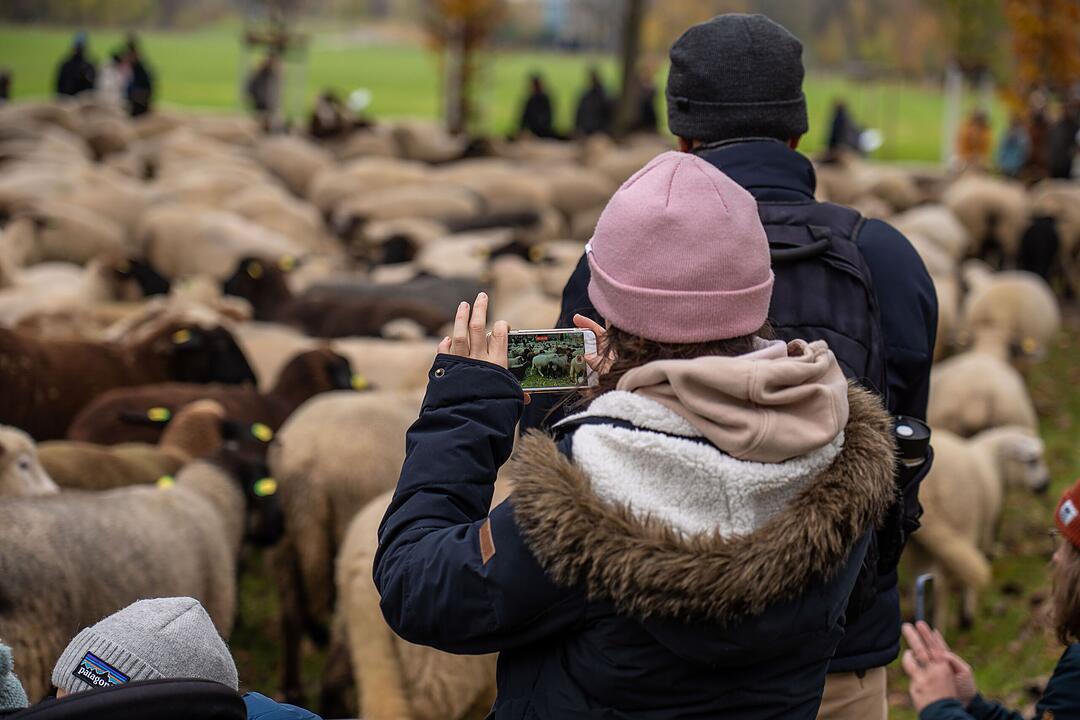 Hunderte Schafe ziehen durch Nürnberg - Naturspektakel in Bildern