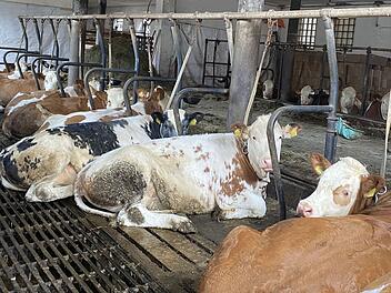 PETA zeigt Bamberger Landwirt an