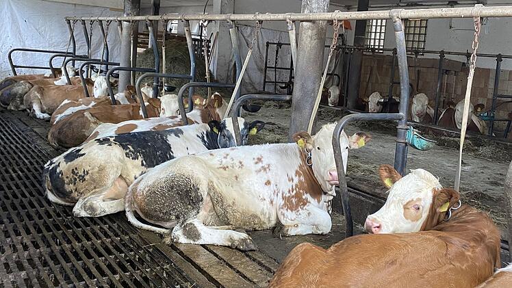 PETA zeigt Bamberger Landwirt an