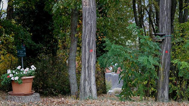Zahlreiche B&auml;ume in der Siedlung am "Obstberg" in Rentweinsdorf sollen fallen und wurden auch schon markiert. Foto: G&uuml;nther Geiling