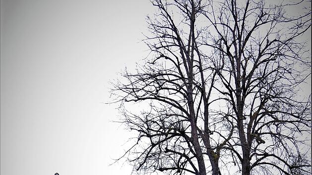 Die stattliche Linde, die vor rund 100 Jahren am Kapellenberg zu Ehren von Prinzregent Ludwig III. gepflanzt wurde, wurde am 15. März 2021 gefällt.