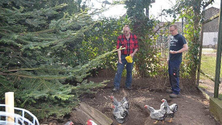 Regelmäßige Fütter- und Pflegezeiten sind wichtig für die Tiere (hier die Zwerg-Wyandotten). Foto: Hofmann